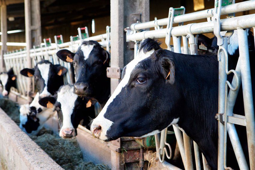 Servicio de calidad de leche