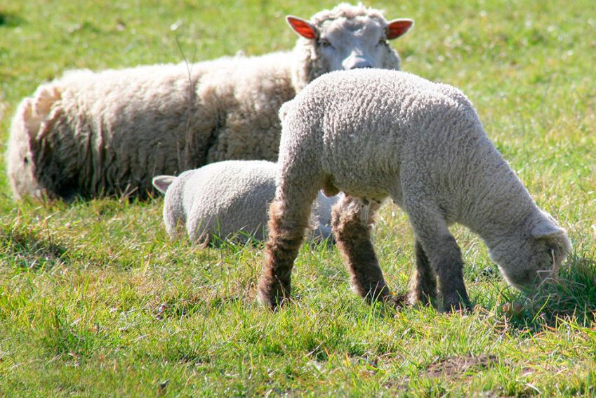 bienestar de los animales