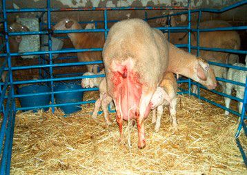 instalaciones de Oceva en Zamora