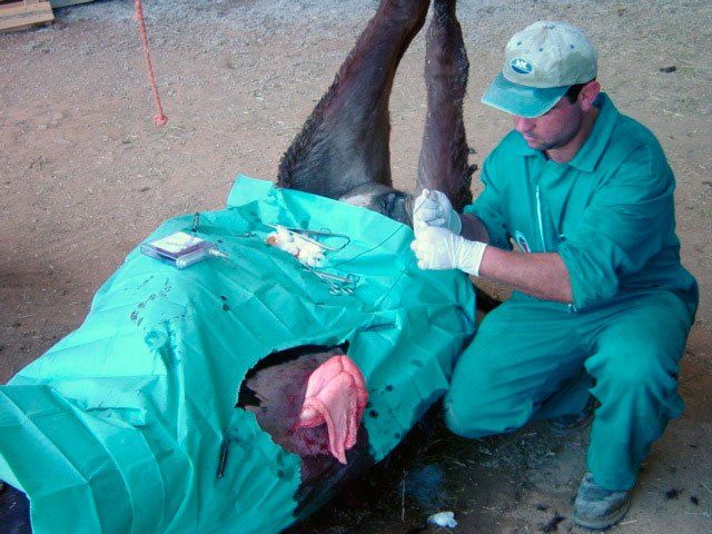 Clínica veterinaria con servicio de urgencias 24 horas