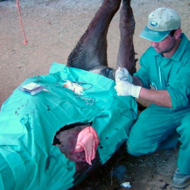 Clínica veterinaria con servicio de urgencias 24 horas